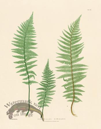 Bradbury Fern 21